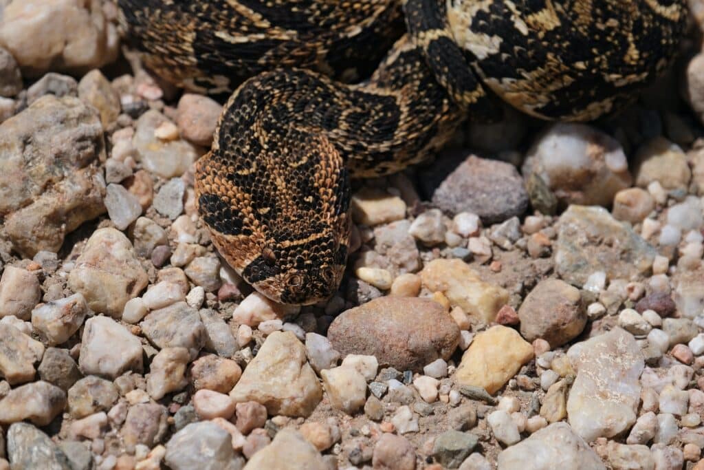 Puff Adders Are Responsible For Many Snake Bite In Southern Africa