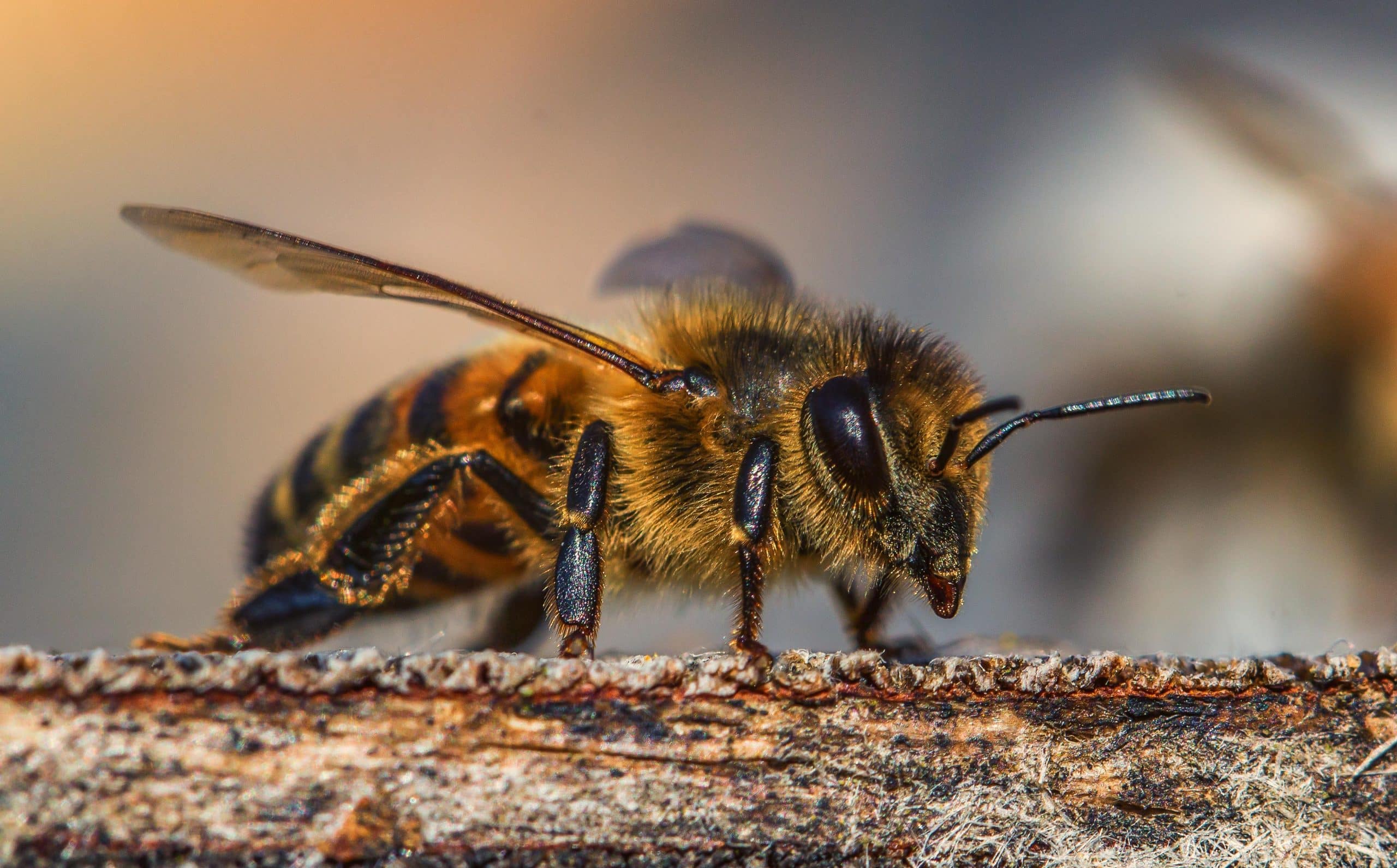 How to deal with a bee sting in the wild