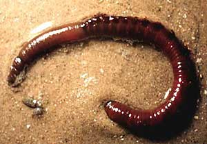 Is Lugworm Blood The Next Doping Frontier?