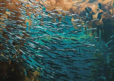 Why You Absolutely Must Experience The Magnificent Sardine Run At Least Once In Your Lifetime